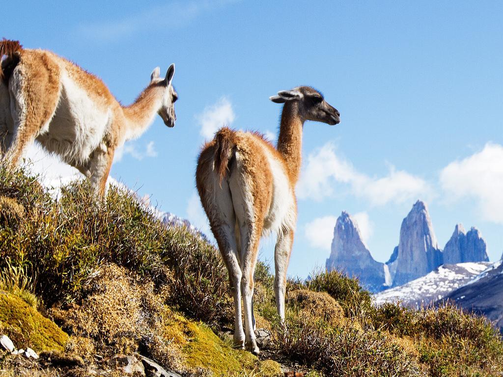 Noi Indigo Patagonia Hotel Пуерто Наталес Екстериор снимка